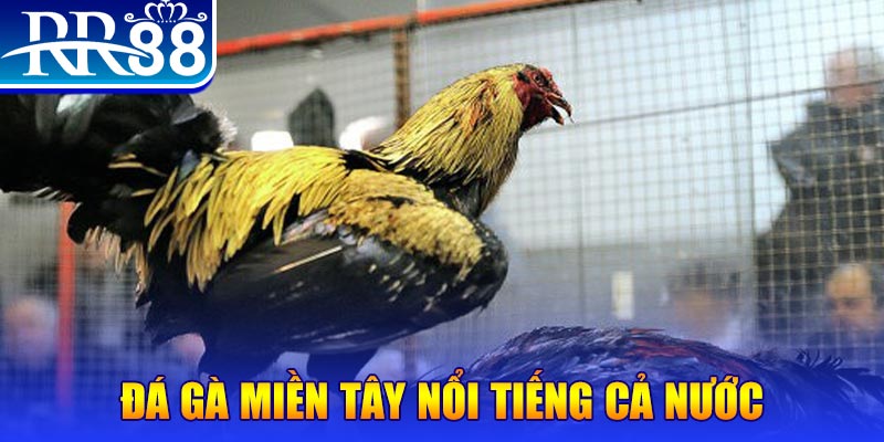 windy đá gà 88